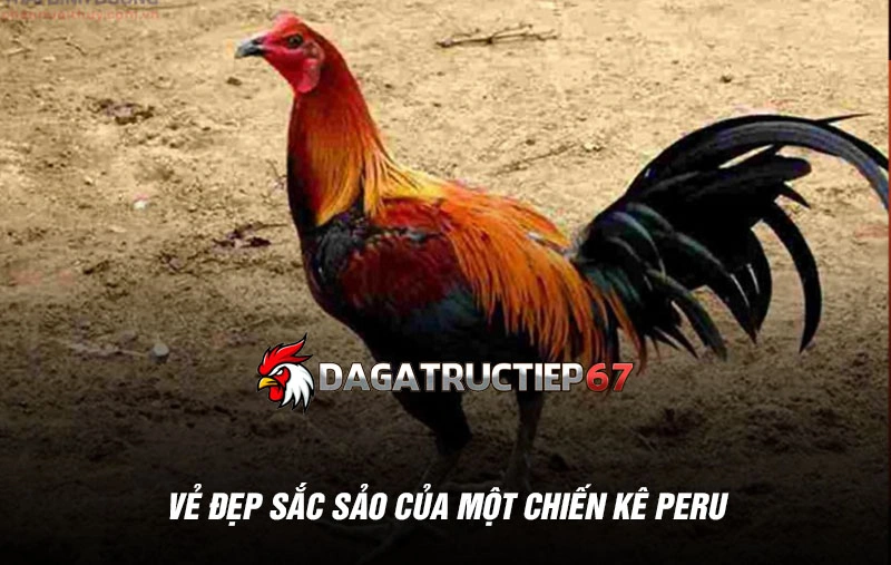 Vẻ đẹp sắc sảo của một chiến kê Peru