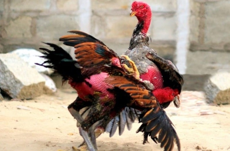 Nếu không điều trị ké gà đá hiệu quả, chúng có thể sẽ trở thành “tàn phế”