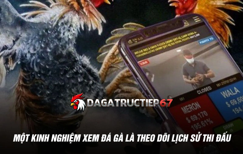 Một kinh nghiệm xem đá gà là theo dõi lịch sử thi đấu