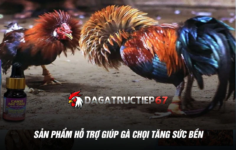 Sản phẩm hỗ trợ giúp gà chọi tăng sức bền