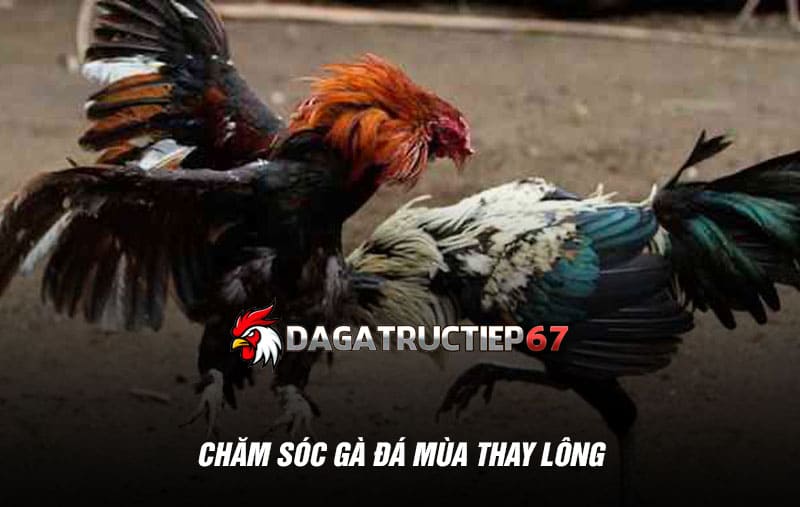Chăm sóc gà đá mùa thay lông